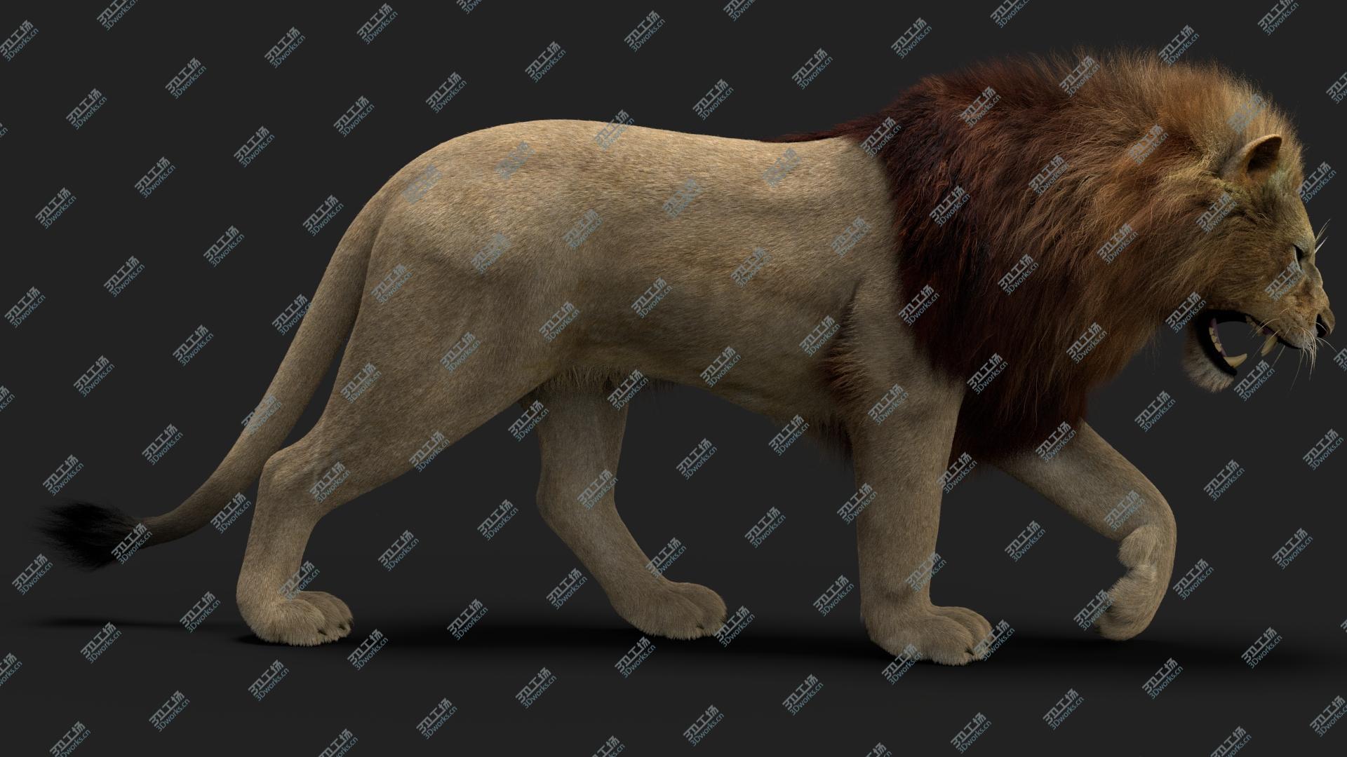 images/goods_img/2021040234/3D model Lion 3 (Fur) Rigged/2.jpg